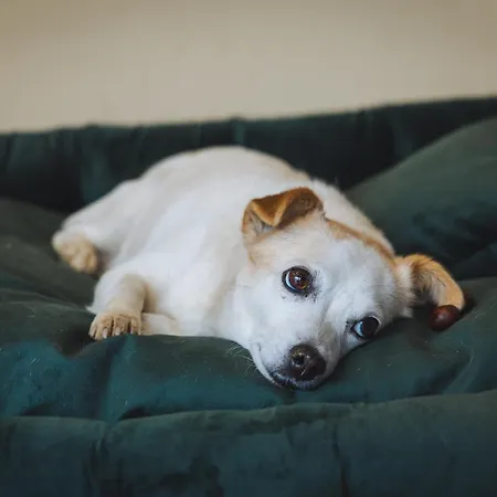 Hotel Emigrand Art Užhorod